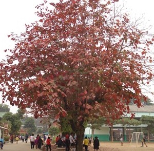 Deer Ear Tree Malabar Almond ต้นหูกวาง