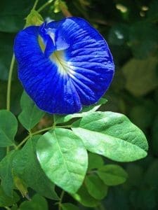 butterfly pea flower - Thai desserts