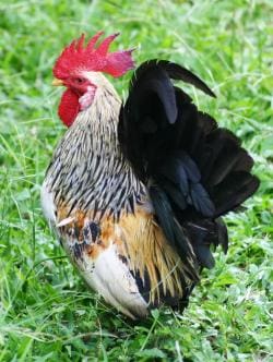 Thai chicken proverbs