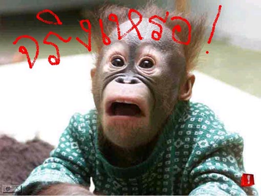 learn thai question word เหรอ