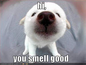 กลิ่น หอม เหม็น | To smell in Thai language