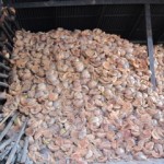 Coconut Husks to cook Khao Lam | Learn Thai Culture