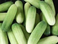 แตงกวา cucumber