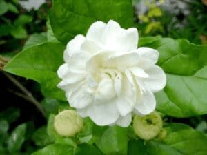 jasmin