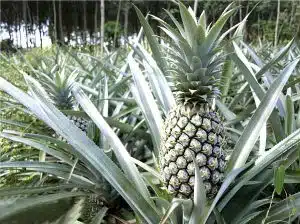 Pineapple for Thai Cooking | Learning Thai Culture