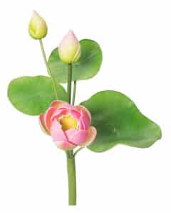 Thai Lotus Flower 